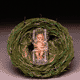 Nest